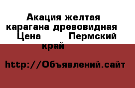 Акация желтая (карагана древовидная) › Цена ­ 80 - Пермский край  »    